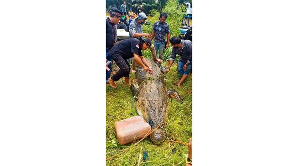 جسد کودک 8 ساله در شکم این موجود پیدا شد + عکس