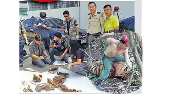 شکار این گربه سان نایاب به خاطر داروهای خوش شانسی