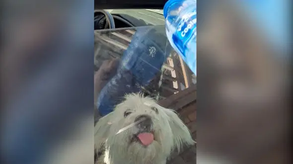 فیلم نجات سگ تشنه توسط آقای بازیگر در تبریز / در آستانه مرگ بود !