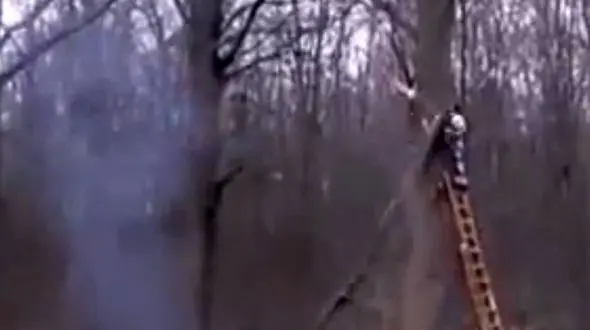 انتقام سریع درخت از مرد چوب بُر +فیلم