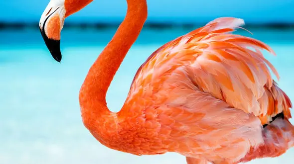 یکی از زیباترین خصوصیات فلامینگوها رنگ آنهاست
