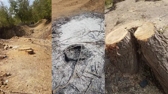 مرگ دردناک پیرزن با قطع 80 درخت در تویسرکان