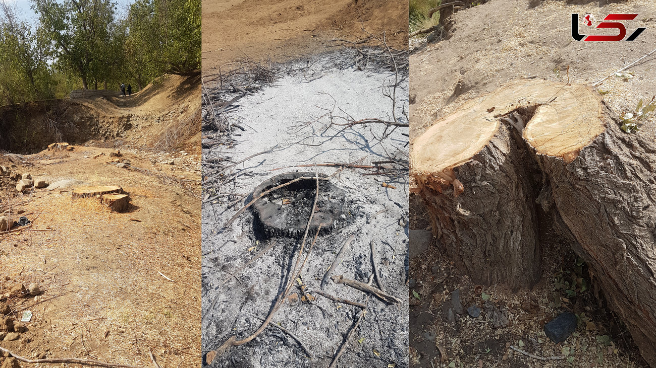 مرگ دردناک پیرزن با قطع 80 درخت در تویسرکان