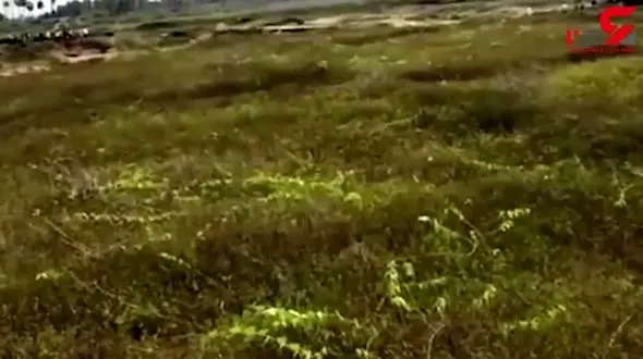 حمله گربه وحشی به اهالی روستا  / همه فرار کردند + فیلم