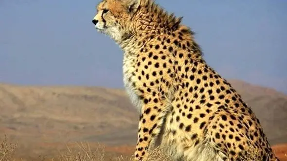 یوزهای نایبندان طبس در آستانه انقراض