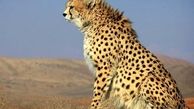 بیش از ۱۰۰گونه جانوری ایران در معرض خطر انقراض