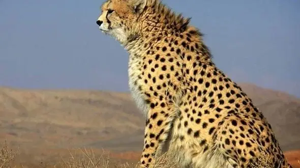 یوزهای نایبندان طبس در آستانه انقراض