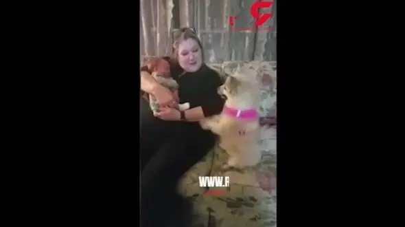 ذوق زدگی سگ خانوده از دیدن نوزاد+فیلم