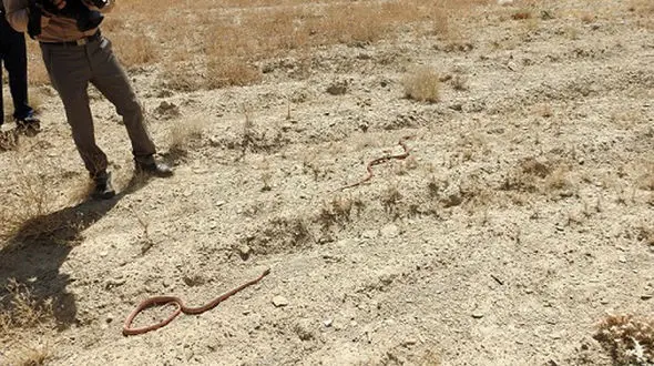 وحشت اراکی ها از 5 مار سرگردان در خانه ها + عکس