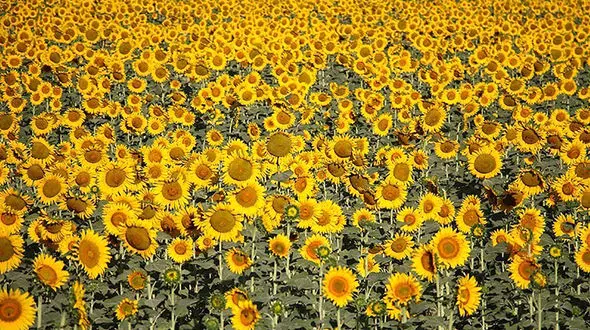 درخواست صاحبان یک مزرعه آفتابگردان: لطفا برای عکاسی برهنه نشوید!