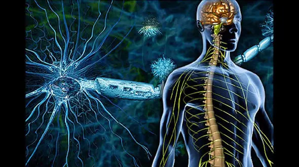 ارتباط بیماری ام اس با باکتری های روده ای