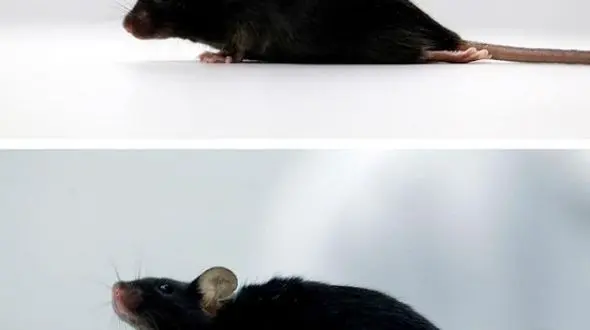 موش فلج دوباره راه رفت + عکس