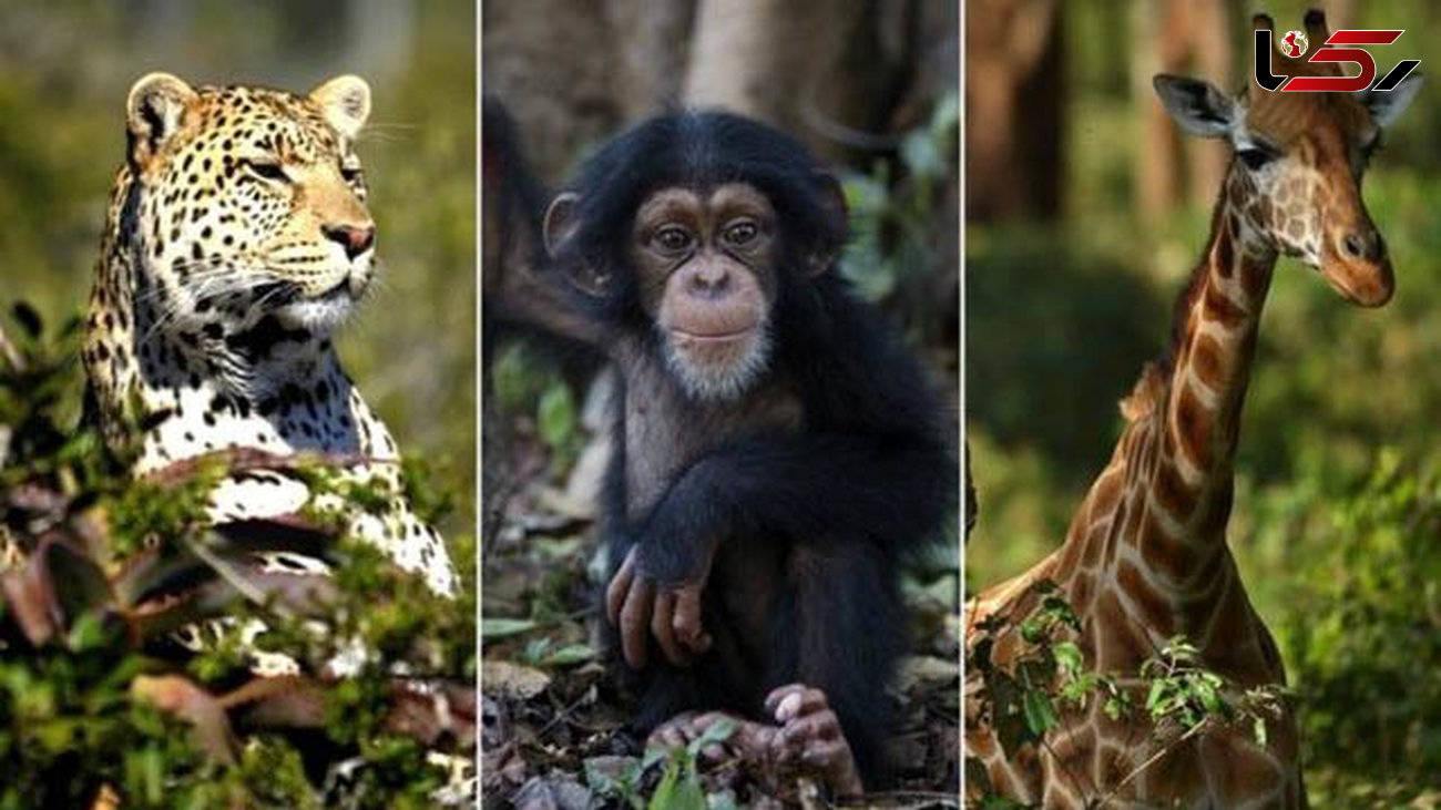 33 گونه جانوری حیات وحش حیوانات در معرض انقراض است