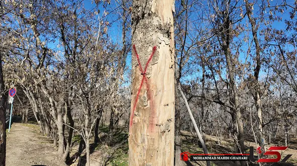 از کاج غیربومی تا خاک فقیر؛ چرا چیتگر و سرخه‌حصار خشک شدند و تاب نیاوردند؟ + فیلم