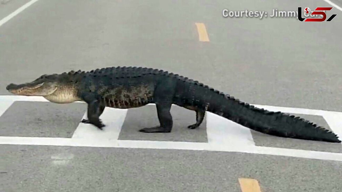 لحظه قدم زدن تمساح بزرگ روی خط عابر پیاده وسط شهر! + عکس