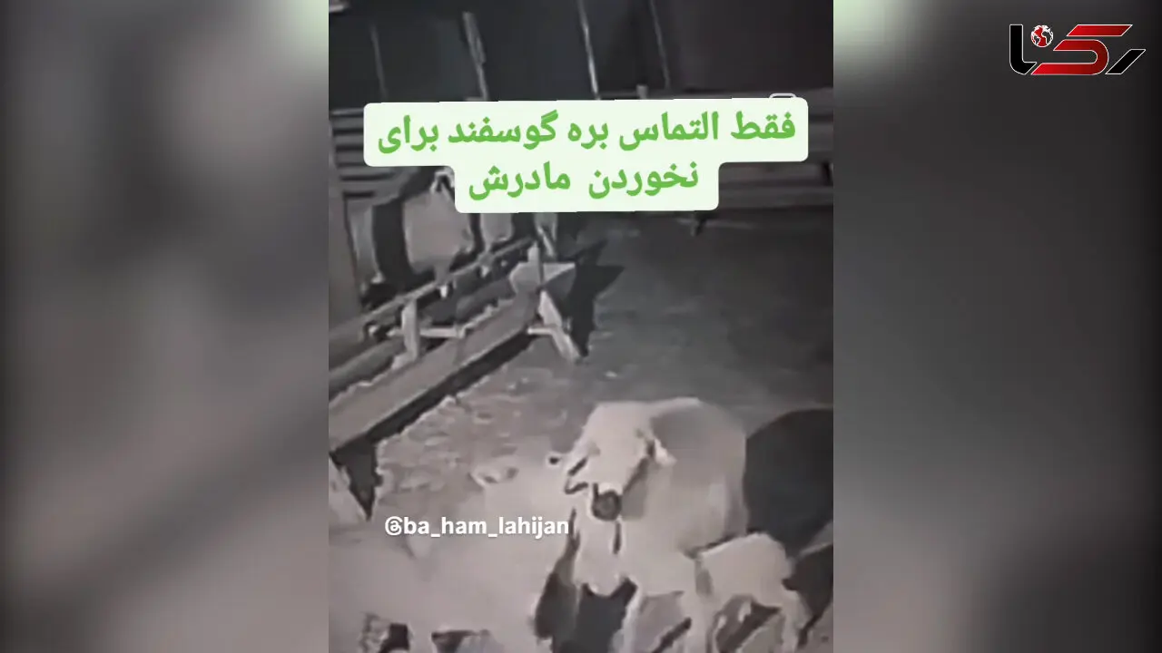 فیلم لحظه تلاش بره برای نجات مادرش از دست گرگ