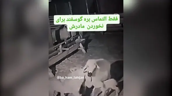 فیلم لحظه تلاش بره برای نجات مادرش از دست گرگ