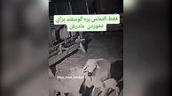 فیلم لحظه تلاش بره برای نجات مادرش از دست گرگ
