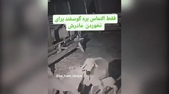 فیلم لحظه تلاش بره برای نجات مادرش از دست گرگ