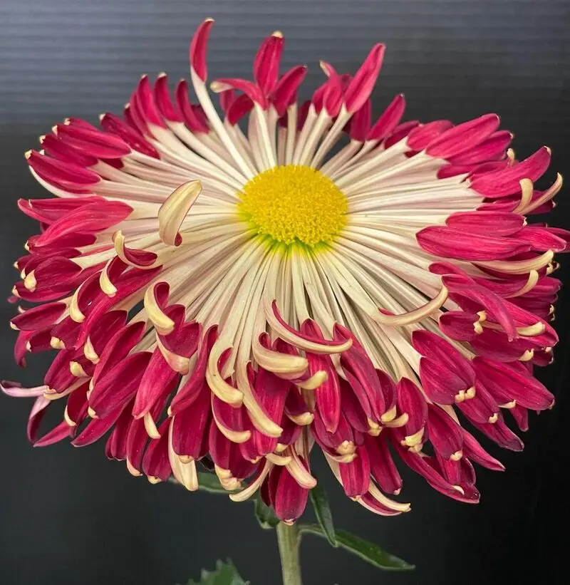 گل داوودی قاشقی