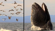 نهنگ‌های گوژپشت بزرگترین آکروبات‌ها و خواننده‌ها در میان همه نهنگ‌ها هستند + فیلم