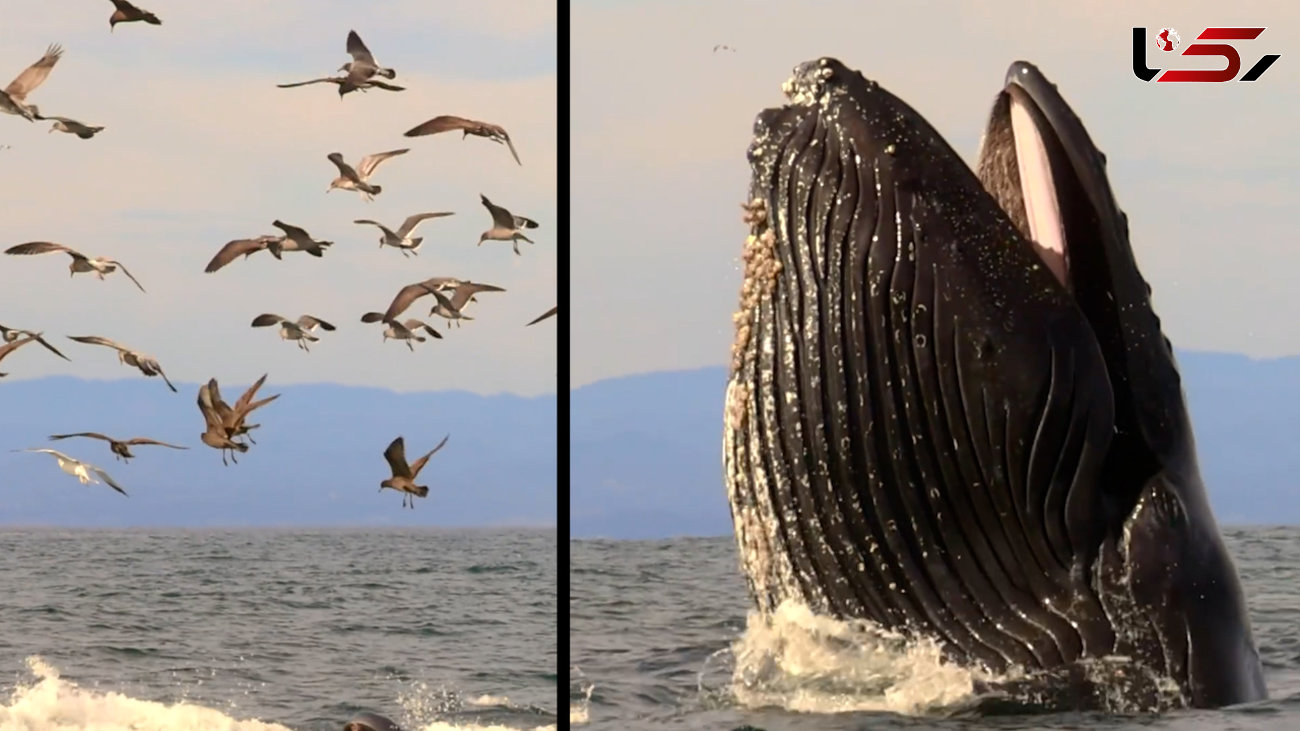 نهنگ‌های گوژپشت بزرگترین آکروبات‌ها و خواننده‌ها در میان همه نهنگ‌ها هستند + فیلم