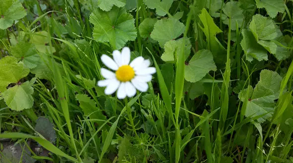 تاثیر گیاه دارویی بابونه بر کیفیت خواب