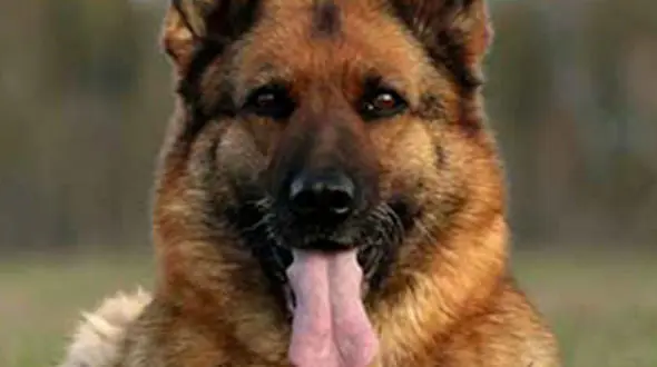 تیر اندازی دقیق ژرمن شپرد