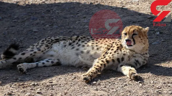 رئیس بیمارستان دامپزشکی تهران: امیدواریم محل سزارین یوزپلنگ "ایران" عفونت نکند 