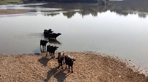 تأثیر کاهش آورد آب و ورود پساب صنعتی هفت‌تپه بر کیفیت آب و سلامت اکوسیستم رودخانه دز + فیلم