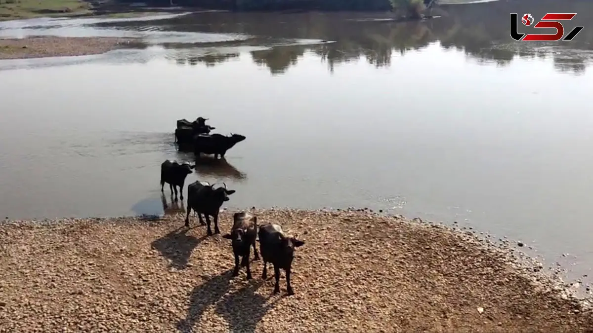 تأثیر کاهش آورد آب و ورود پساب صنعتی هفت‌تپه بر کیفیت آب و سلامت اکوسیستم رودخانه دز + فیلم