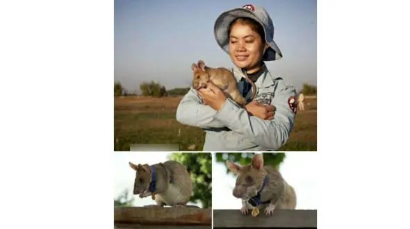 تنها موش جهان که مین‌یاب است + عکس و جزییات جالب