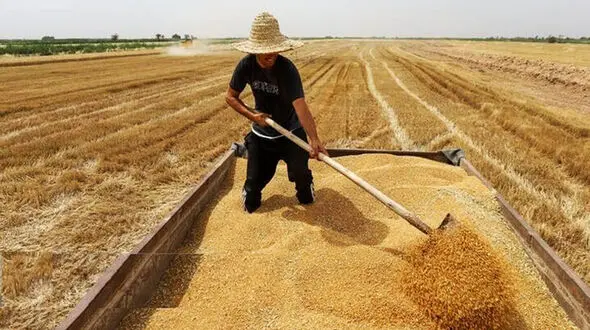 گندمکاران با وجود تحویل محصول، هنوز مطالبات خود را دریافت نکردند/ وعده دولت برای پرداخت بخشی از مطالبات تا هفته آینده