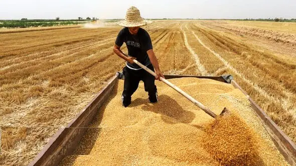 بیش از نیمی از مطالبات گندمکاران هنوز پرداخت نشده است