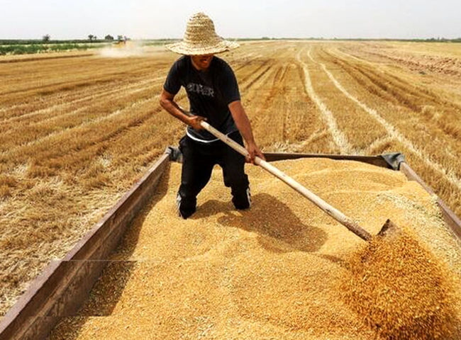 بیش از نیمی از مطالبات گندمکاران هنوز پرداخت نشده است