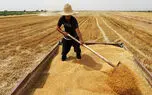 بیش از نیمی از مطالبات گندمکاران هنوز پرداخت نشده است