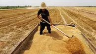 گندمکاران با وجود تحویل محصول، هنوز مطالبات خود را دریافت نکردند/ وعده دولت برای پرداخت بخشی از مطالبات تا هفته آینده