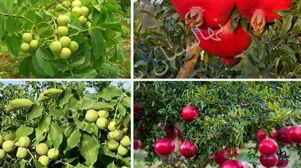 فروش نهال گردو پیوندی 15 تنی و انار اصلاح شده 40 تنی صادراتی از نهالستان مرکزی کرج 