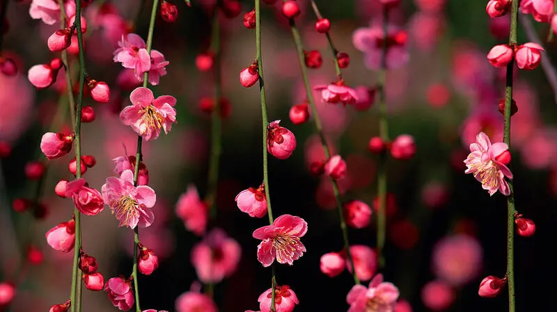 گل های زیبا