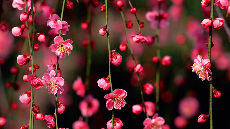 گل های زیبا