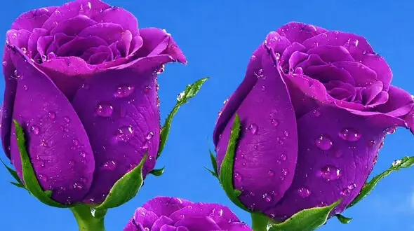 فال امروز 7 اردیبهشت 1405