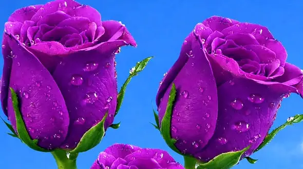 فال امروز 7 اردیبهشت 1405