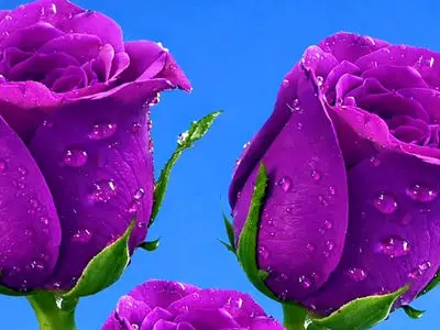 فال امروز 7 اردیبهشت 1405