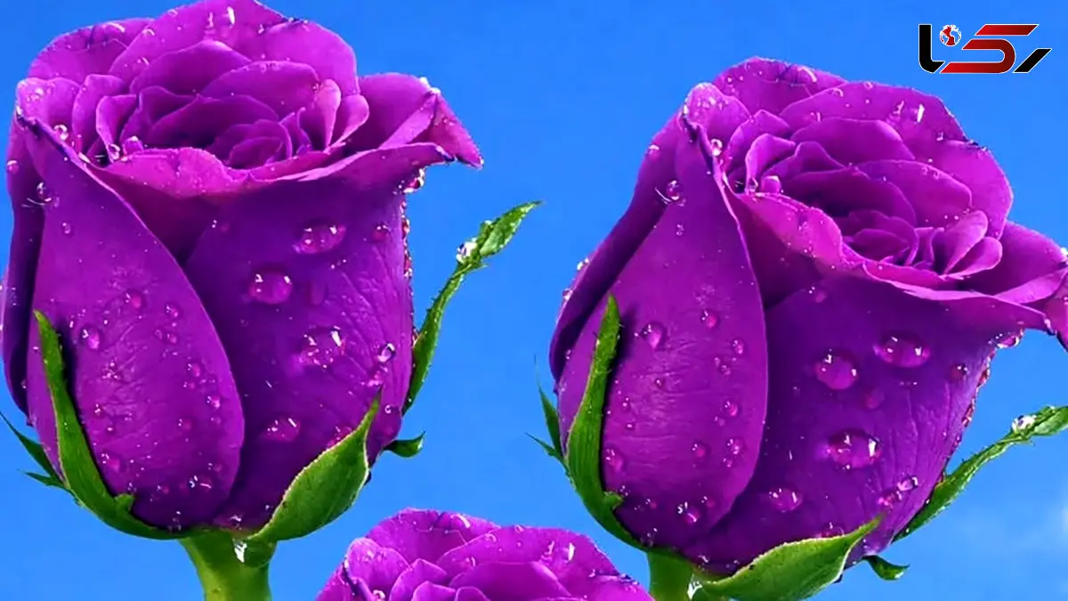 فال امروز 7 اردیبهشت 1405