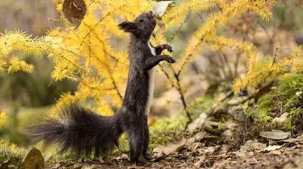 سنجاب رقاص عکاسان را شگفت زده کرد+عکس