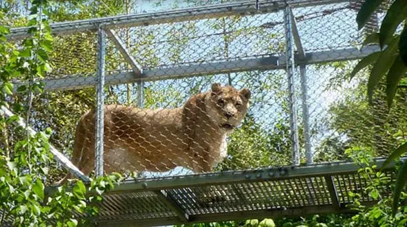 پیرترین شیر بیشه آمریکا مُرد +عکس