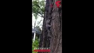 صحنه ای باورنکردنی از مرگ یک سنجاب!+ فیلم شوک کننده