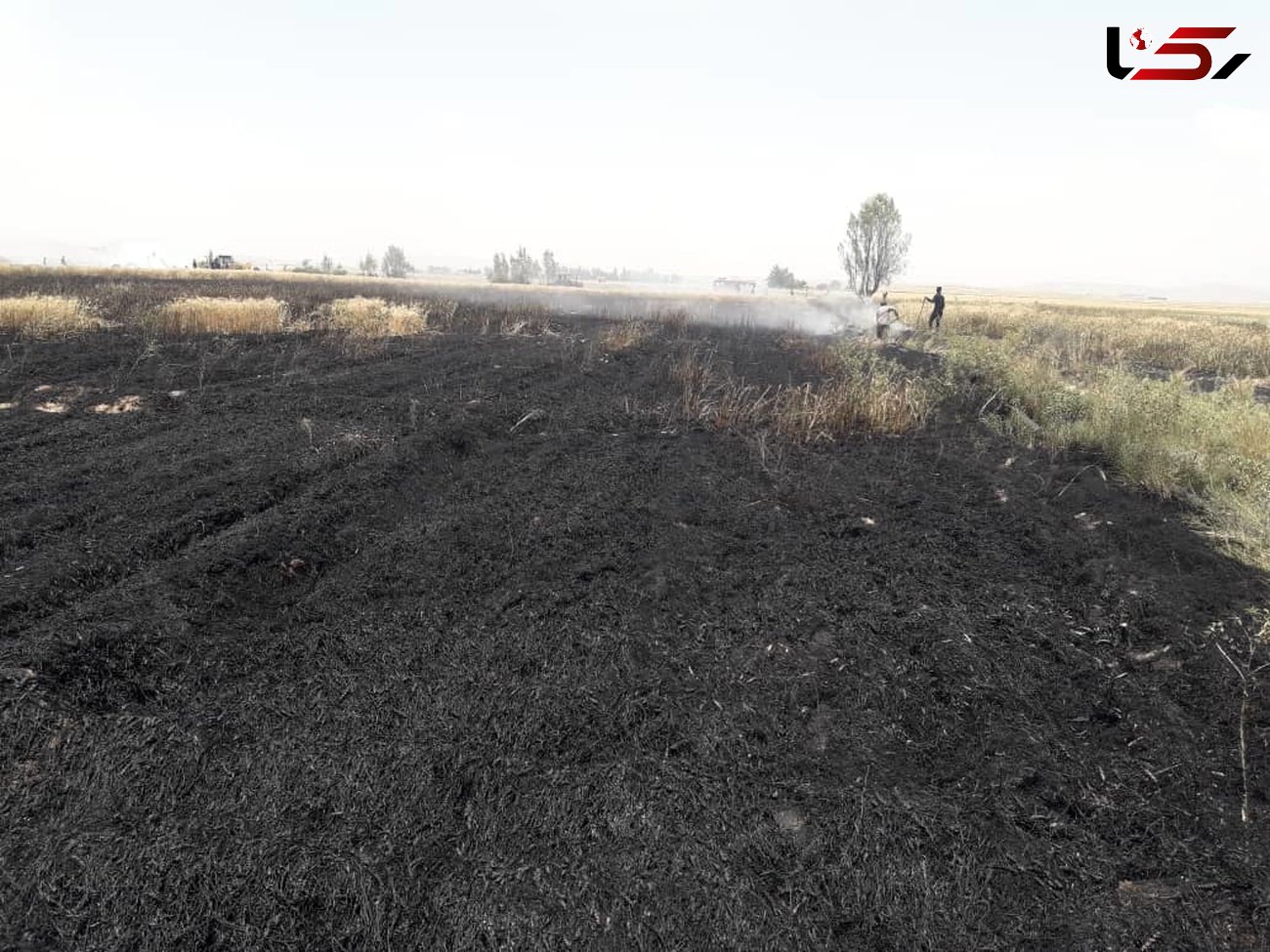 مزارع گندم میانشهر در آتش سوخت