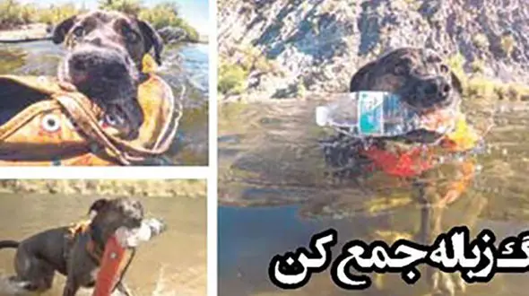 سگ زباله جمع کن دوستدار محیط زیست سوژه رسانه ها شد+ عکس