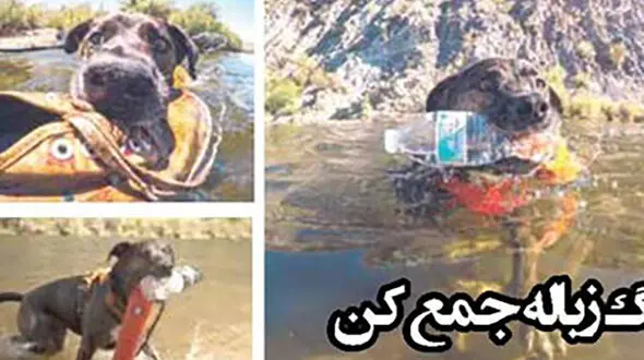 سگ زباله جمع کن دوستدار محیط زیست سوژه رسانه ها شد+ عکس